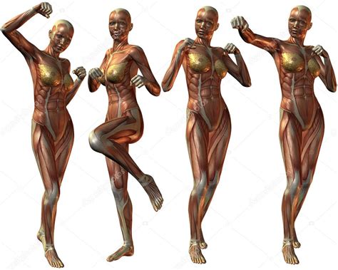 Young woman with perfect body. Female Human Body Anatomy — Stock Photo © Digitalstudio ...