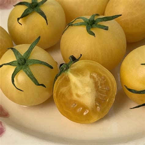 An excellent choice for home gardens. Wapsipinicon Peach Organic Tomato Seeds | TomatoFest