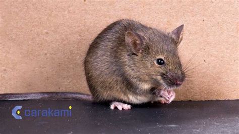 mimpi tikus 4d