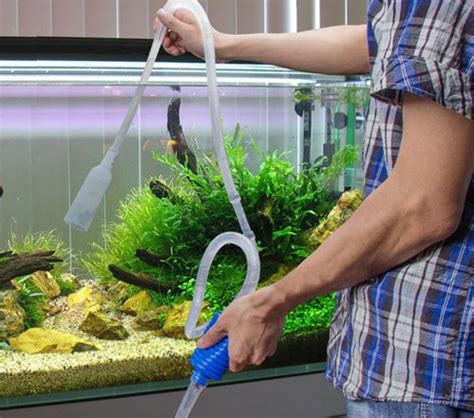 Memelihara ikan hias di akuarium menjadi kesenangan tersendiri bagi sejumlah orang. Cara Memelihara Ikan Hias di Akuarium - BibitBunga.com