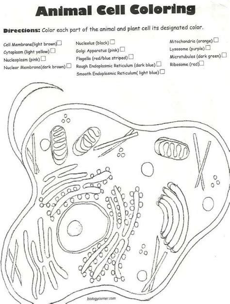 Luxury animal cell coloring key 74 with additional animal cell map. Plant Cell Coloring Key Elegant Coloring Books 1 Animal ...