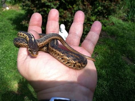 On the other hand, garter snakes kept under excessively hot, dry conditions without adequate water for soaking may become dehydrated and develop shedding problems such as retained pieces of shed skin. Garter Snake | I found this guy in with my lilies, this ...