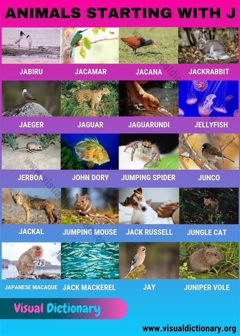 That root word is iacobus. Animals that Start with J: Common Names of 20 Popular ...