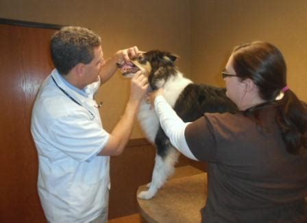 Becky smith cvt, vts (clinical practice) explains the proper locations for administering vaccines to a cat in your clinic. Great Lakes Veterinary Clinic | Services