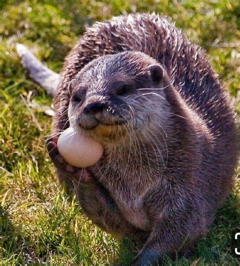 Otters can transmit rabies to humans and pets. Applying an egg to the neck can help to relieve stress ...