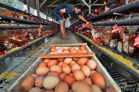 Industri ayam merupakan industri yang besar dijalankan di malaysia. PETERNAKAN UNGGAS: Pelarangan AGP Belum Terlalu Berdampak ...