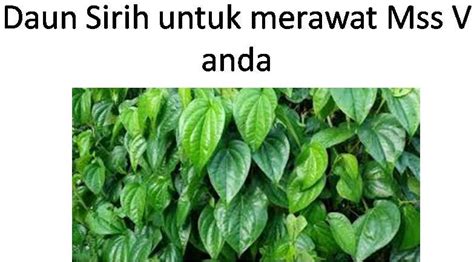 Pilihan cara merawat miss v agar tetap harum juga bisa dilakukan dari dalam yakni dengan makanan yang. Cara Merawat Mss V Agar Tetap Wangi | Kesehatan Pria Dan ...