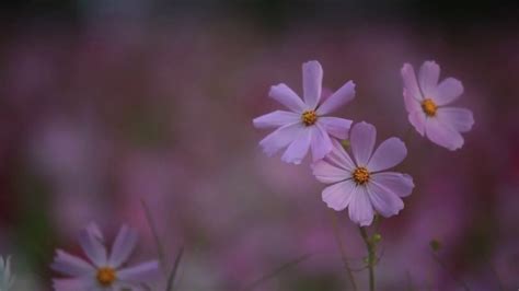 Our glasshouses are rated to 130km/h winds and greenhouses rated to 90km/h, and are tried and tested against new zealand's unpredictable weather. Flower season - YouTube