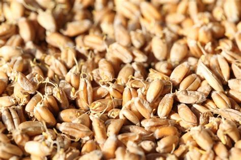 It can include flax, oats, and barley, but be aware that even bread made from wheat and a smidge of flour from a second grain can be called multigrain. Making your own diastatic malt （malt powder for bread ...