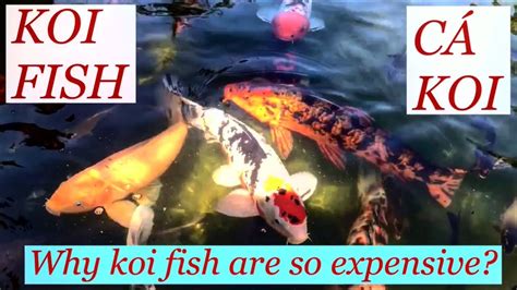 They can influence the treatments used and patients' ability to go to specialists or seek more expensive treatments. #26 Why Koi Fish are so expensive || So Expensive || Koi ...