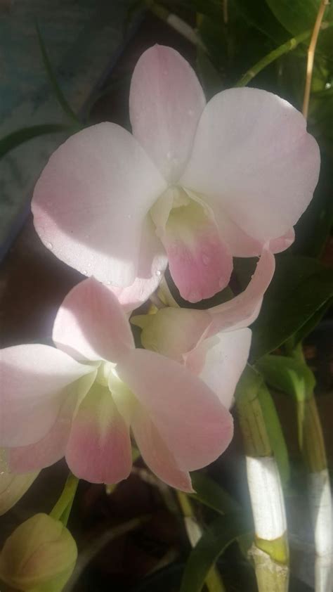 Maybe you would like to learn more about one of these? My orchids