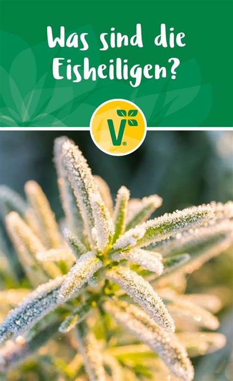 Damit ist die stunde gemeint, in der die uhr von der sommerzeit auf die winterzeit umgestellt wird. Die Eisheiligen sind Gedenktage von fünf Heiligen, die auf ...