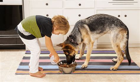 How often should you feed your dog a raw diet? How Often Should I Feed My Dog? - Dogs n Pawz