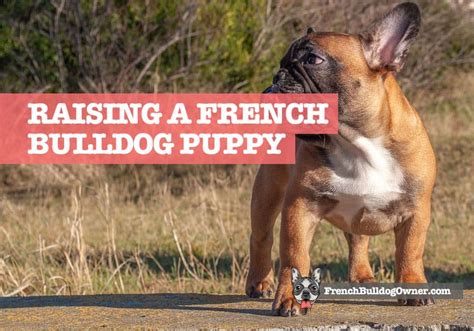 How many times can you breed a french bulldog? How to Raise a French Bulldog Puppy: Healthy & Well-Adjusted