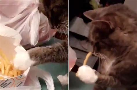 And raw potatoes are absolutely lethal to cats. Cat Steals French Fries In This Viral Video