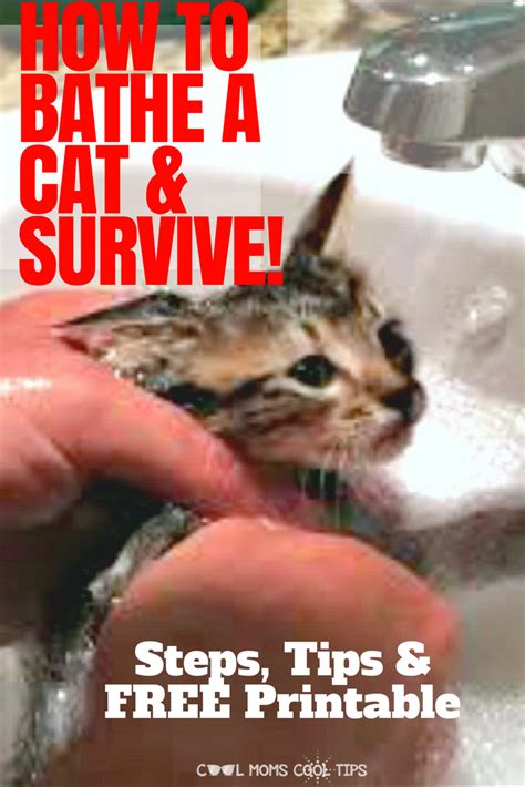 Handmade natural soaps are perfect for humans,but these can be very harmful for cats. How to Bathe A Cat And Survive! Process and Supply List ...