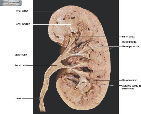 This human unisex torso model has the unique feature of an open neck and back section. Labeled Human Torso Model Diagram : Human Body Diagrams Wikimedia Commons : View, isolate, and ...