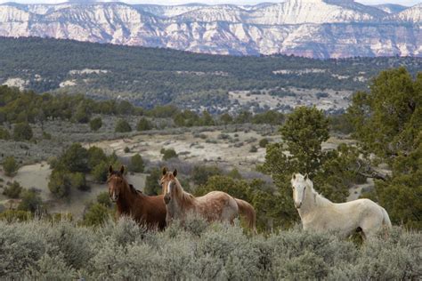 It's also one amongst the 3 only states set aside specifically where you can go fancy wild horse watching in united states set. Little Bookcliffs Wild Horse Area, near De Beque : Colorado