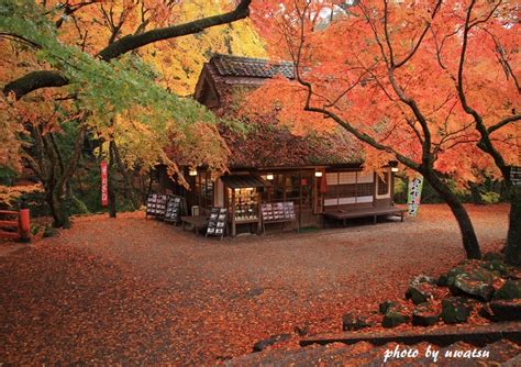 Желтые пик дауни гора) бай хао инь. 奈良公園の紅葉 撮り歩き なんよ