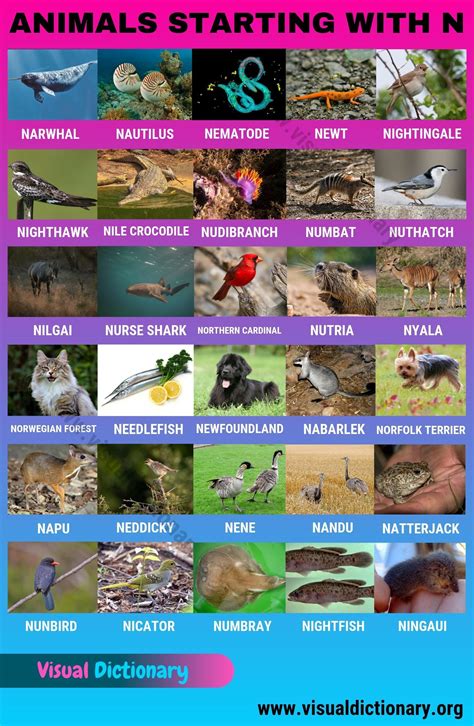 In 2016, scientists estimated that there currently more than a trillion living species, including more than 7 million animal species. Animals that Start with N: 30 Beautiful Animals Starting ...