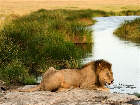 Once this period of time has already passed, you will encounter. How Much Do You Know About African Lions? | Playbuzz