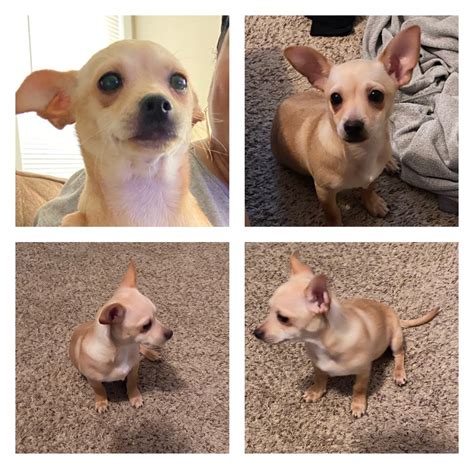 Free puppies listing website, list your puppies for sale, search puppies for sale and a lot more. Chihuahua Puppies For Sale | Fayetteville, NC #324454