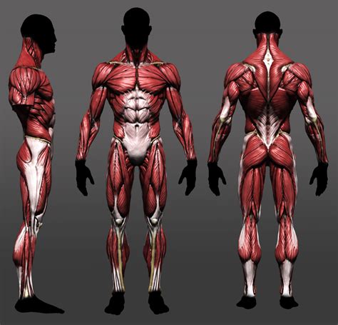 The back contains the spinal cord and spinal column, as well as three different muscle groups. Male anatomy model APP - Page 2