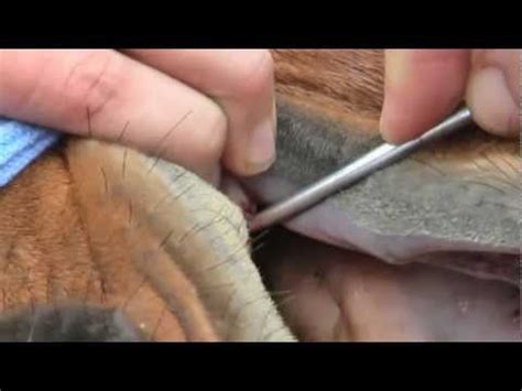 4k and hd video ready for any nle immediately. Castration clinic using the 'Henderson' - YouTube