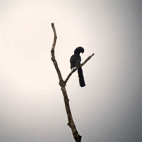Long-wattled Umbrellabird (Cephalopterus penduliger) male … | Flickr