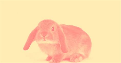 This is a great template Traceable Bunny Images - Easter Decorations Easter Bunny ...