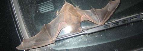 Home › uncategories › bat in bedroom while sleeping. Bat In Bedroom While Sleeping - mangaziez