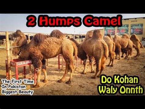 Zamel the camel has four humps. Two Humps Camel First Time in Pakistan at || Surmwala ...