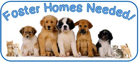 The spca of texas has foster opportunities to suit any lifestyle! Foster home training from Chicago Animal Care & Control ...