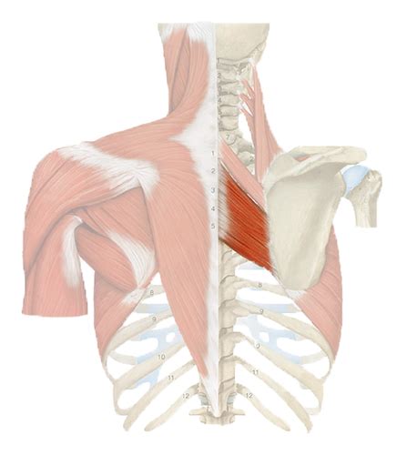 The deltoid (triangular), trapezius (trapezoid), serratus (saw‐toothed), and rhomboideus major (rhomboid) muscles have names that describe their. Muscles Named For Their Size : Solved Classification Of ...