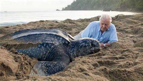 Sir david attenborough has spoken about the 'agonising' decision to let wounded animals that they are filming in the wild die. 60 years into his career, David Attenborough still marvels ...