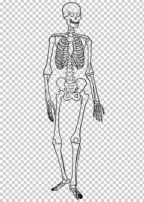 The longest bone in the human is called the femur, or thigh bone. Arm Anatomy Bones