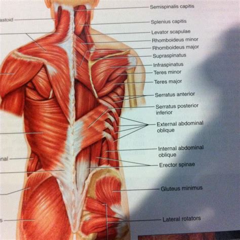 12 photos of the muscle names of lower back. 9. Deep Muscles of the Back at Temple University - StudyBlue