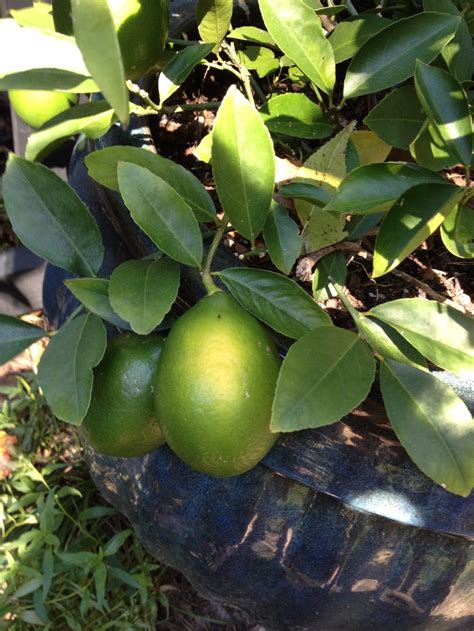 The less you prune, the more fruit the trees will produce. Meyer lemons | Meyer lemon, Lemons, Fruit