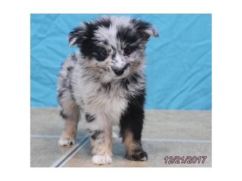 Browse aussie breeders in pa, as well as indiana, new york, ohio. Miniature Australian Shepherd-DOG-Male-Blue Merle-1973574 ...