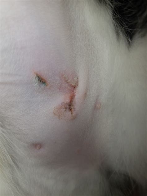 I spayed my cat 4 days ago and she was very down and depressed with de ecollar, she the wound and i dont know it she has an infection and that is pus or blood or it is just the cleaning/healing she does not feel pain in her incision at all. Is My Cat's Spay Incision Infected? | TheCatSite