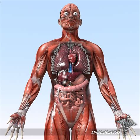 The free science images and photos are perfect learning tools, great for adding to science projects and provide lots of interesting information you may have not known about the human body. DigitalLab3d: Human Male and Female Anatomy