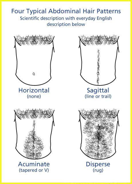 This knowledge allows you not only to choose the most flattering hairstyle that. Abdominal hair - Wikiwand