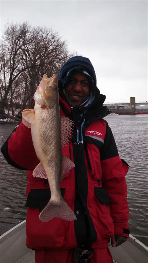 Combined walleye/sauger daily limit is 6 and possesion 12. Pool 4 Report 11/12/14 - Mississippi River - Walleye | In ...