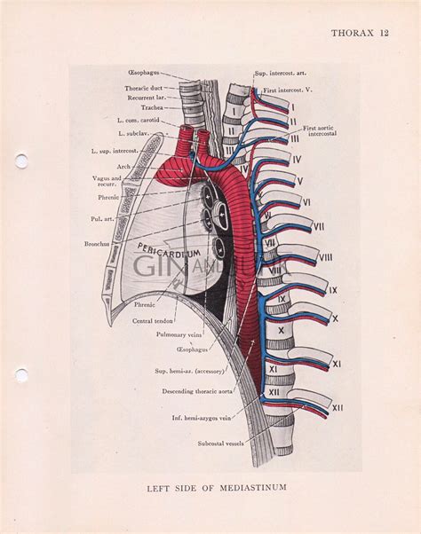 1155 x 825 jpeg 65 кб. 1930s Vintage medical print - Human Ribs and lungs, Human Anatomy, Bones print, Anatomy Print ...
