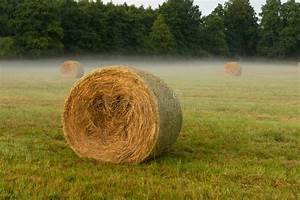 Hay, Bales, On, The, Meadow, Harvesting, Dried, Hay, Pushed