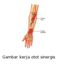 Alasannya yaitu nilai besaran ini dapat ditentukan kemana arah gerakan. Pengertian dan Sistem Otot