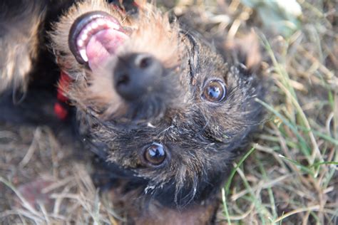 ✓ welche vorteile hat ab wann kann ich einen schwangerschafts(früh)test machen? BESCHÄFTIGUNG - Deine Hundeschule Konstanz | Reichenau