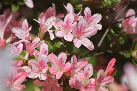 At elmwood funeral home & cremation service in columbia, south carolina, we create fitting tributes inspired by life's most memorable stories. Azaleas in Columbia, SC | Azaleas, Flowers, Plants
