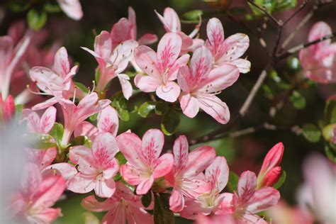 Join our community of happy customers in columbia by ordering and supporting your local florist, deloache florist. Azaleas in Columbia, SC | Azaleas, Flowers, Plants