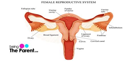 Have you been feeling ovary pain during pregnancy? Cervical Length: Why Does It Matter During Pregnancy ...